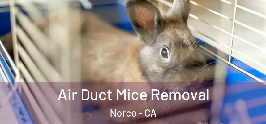  Air Duct Mice Removal Norco - CA